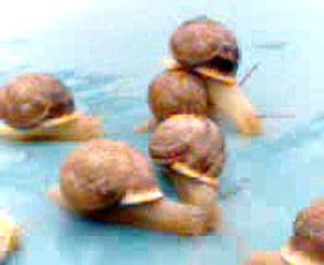 carrera de caracoles!