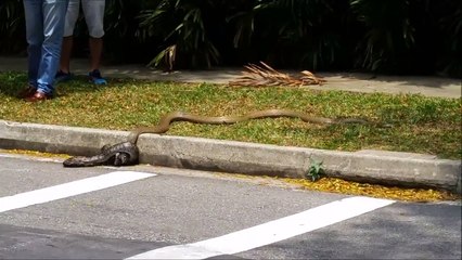 Cobra VS. Python | Wild Snakes in University