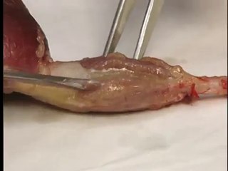 Digestive Systems of LIvestock: Anatomy & Dissection