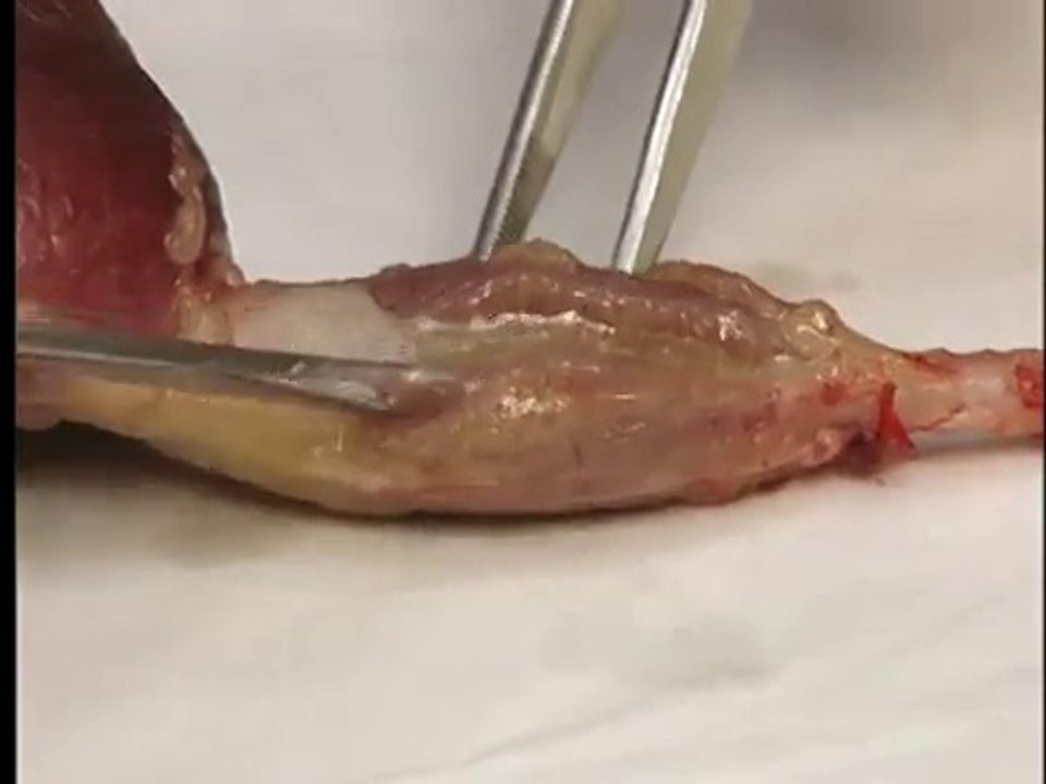 Digestive Systems of LIvestock: Anatomy & Dissection