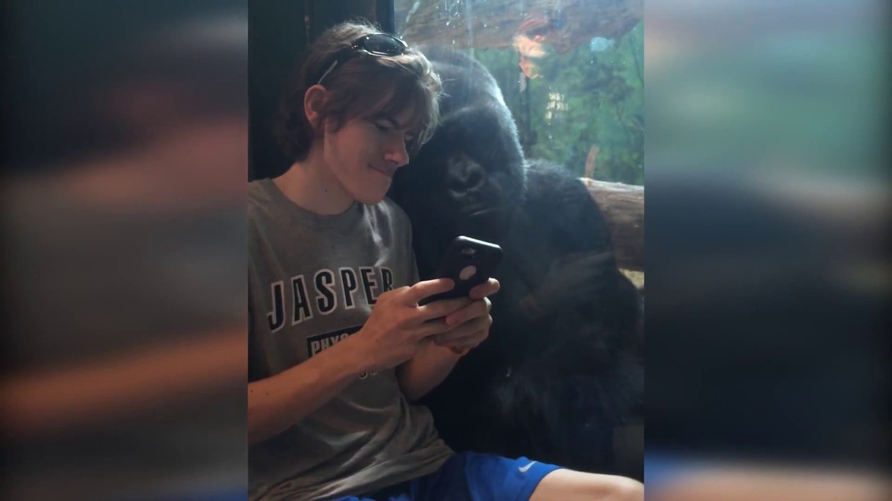 Gorilla watches photos of other gorillas on sma...