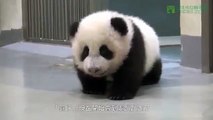 JUST AWESOME! Look at what Panda dad
