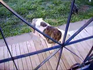 American Bulldog x Staff Bull