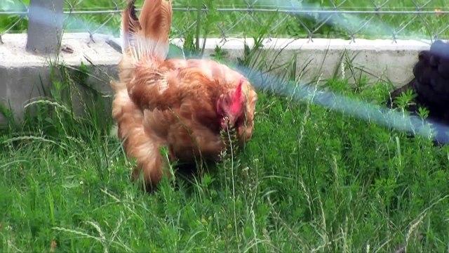 Pies Kot I Kura- Wesoła Farma- Baw się z nami