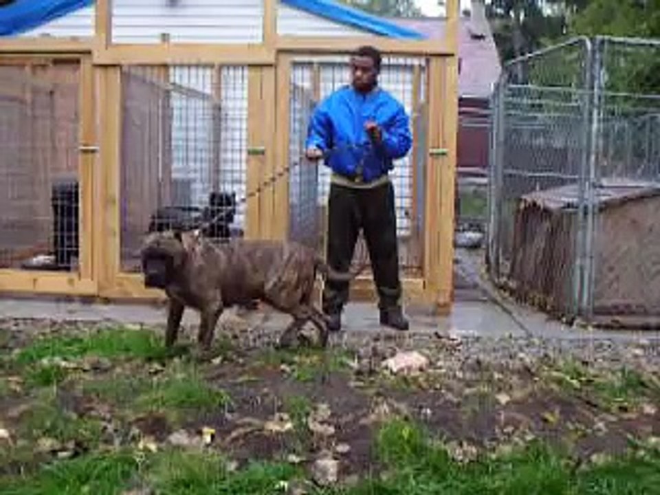 Presa Canario