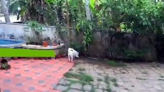 Dog vs Cobra Wild Fight