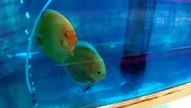Albino Red Cover Pair Lucky Tropical Fish farm