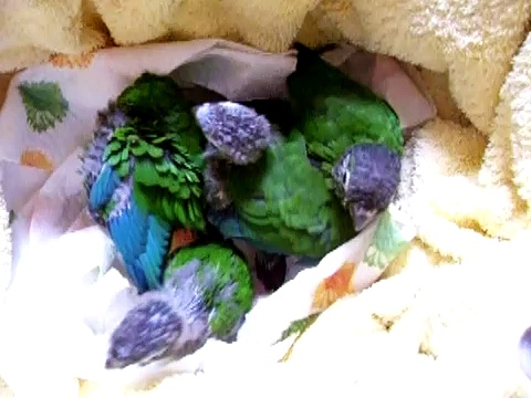 Baby green cheeked conures