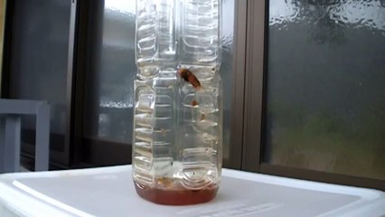 ペットボトルトラップでスズメバチ退治