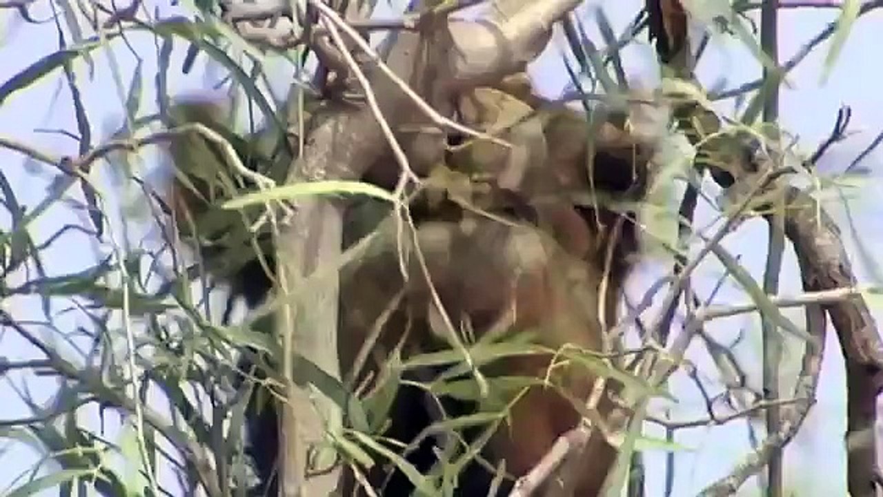 Different Animal Types - Covering Herbivores, Carnivores, Omnivores, Diurnal, Nocturnal