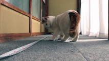 Shiro plays with a tape measure 140209 まきじゃくとシロ