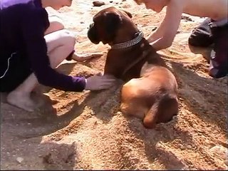 Boxer Dog at the Beach