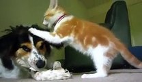 Cat Annoys Dog Eating Bone - Video Dailymotion