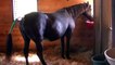 Rocky Mountain Horse mare foal birth