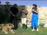 اسد يهاجم مذيعة اثناء التصوير مشهد مثير lion attacks reporter