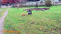 Best Funny dog animal,Funny Videos   Funny Cat  Videos   Funny Dogs Videos   Funny Cats an
