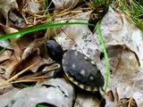 Release of Eastern Box Turtle Hatchling