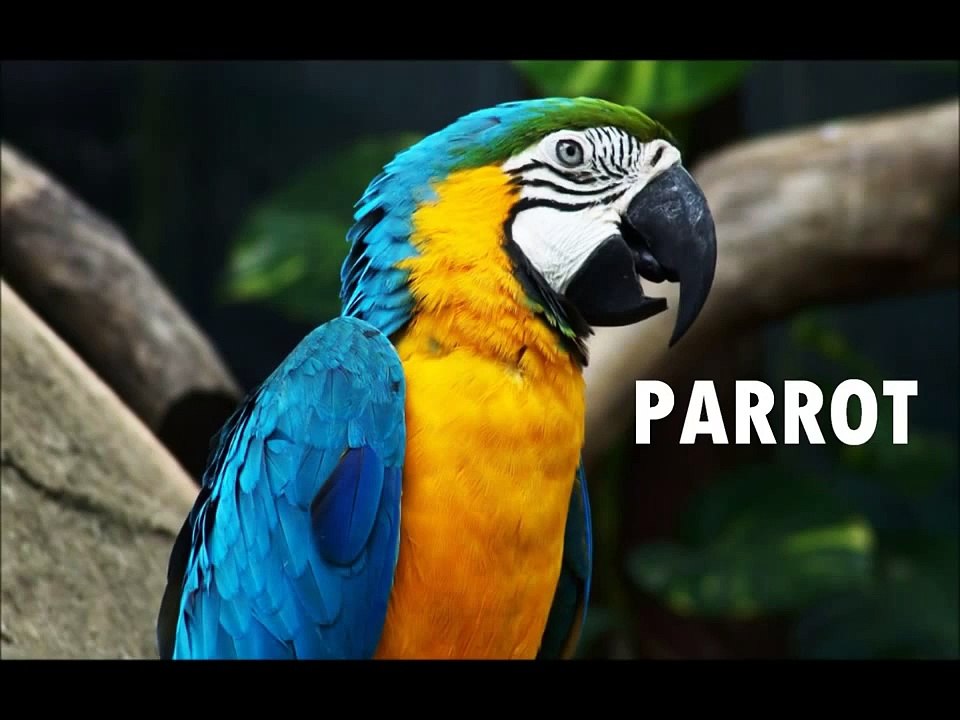 Peppa Pig Full English Episodes Games with Real Animals