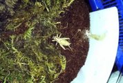 Tarantula and Trapdoor Spider Feeding Video