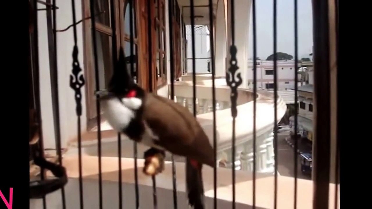 Chào mào hót giải nhất mọi cuộc thi