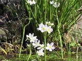 Bach Flower Remedies - Water Violet