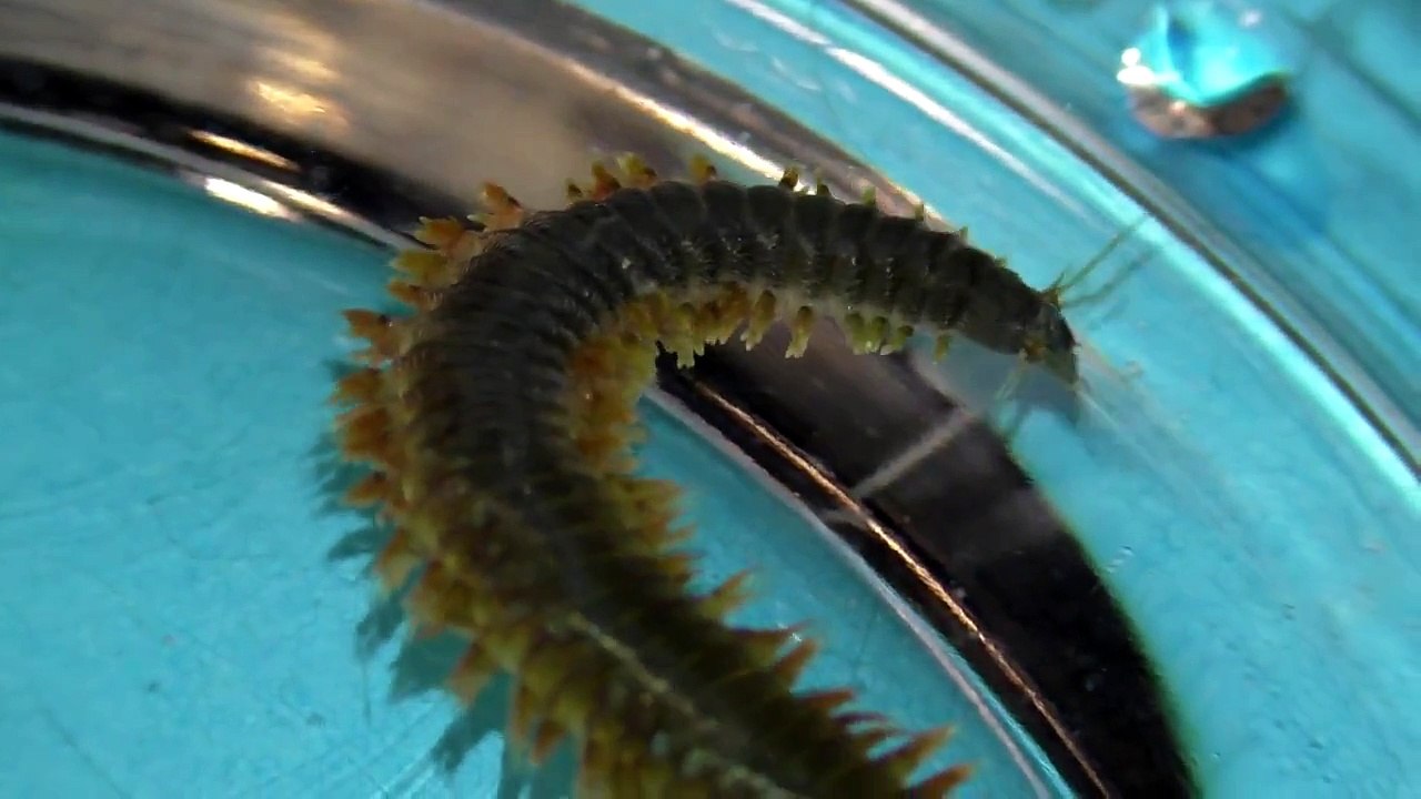 CLAM WORMS 5 Crazy Clam Worm Facts video Dailymotion