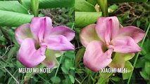 Camera review between meizu mi note&xiaomi mi4i