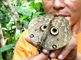 2011 Peru   Rio Nanay, Iquitos, Pilpintuwasi, Butterfly Farm, Papillons