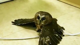 The Coolest Owl You ve Ever Seen   Funny Animals