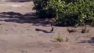 Cobra vs Mongoose fight to death | Animal Fight