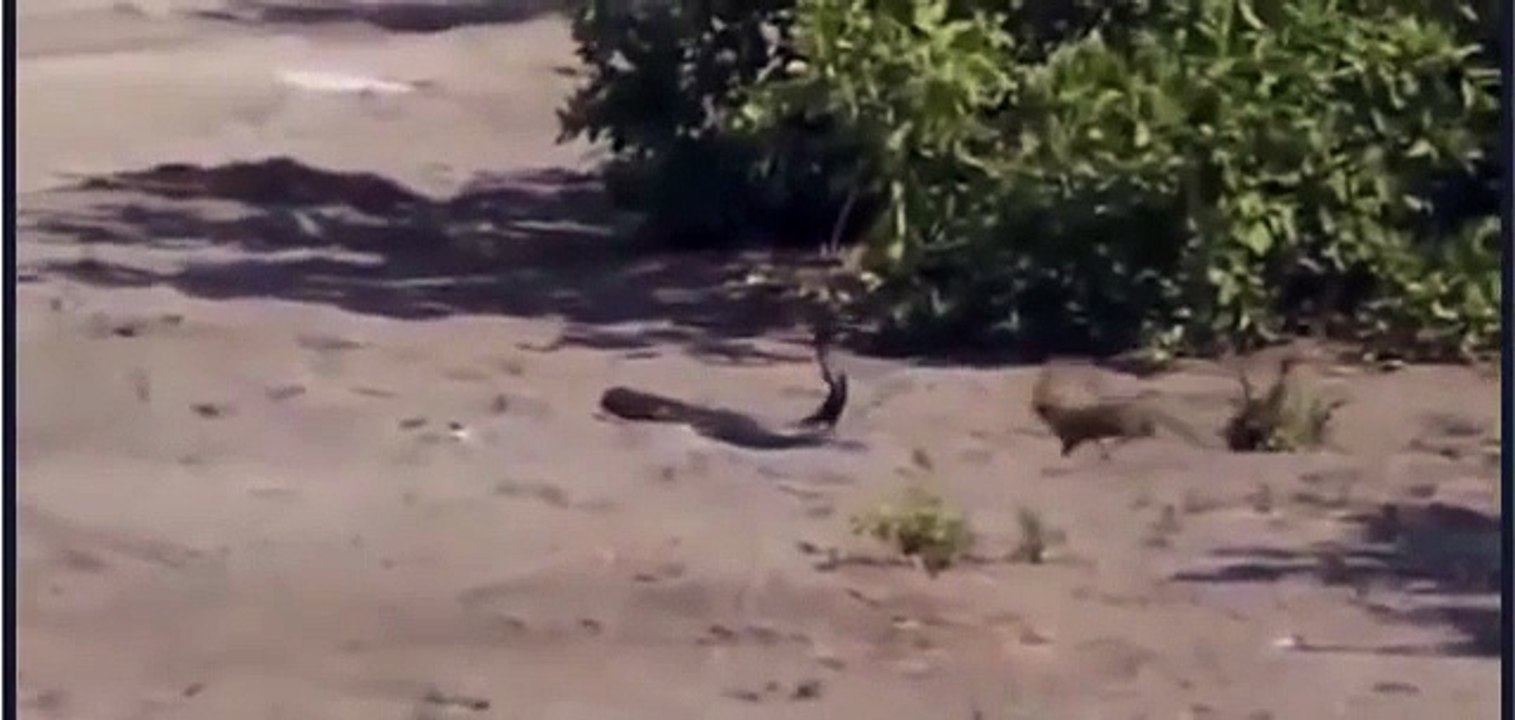 Cobra vs Mongoose fight to death | Animal Fight