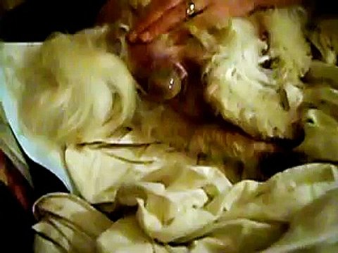 Born of Baby Shih-tzu / naissance d'un shih-tzu