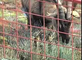 Vila Pouca de Aguiar_Projeto-piloto utiliza cabras para a prevenção de incêndios florestais