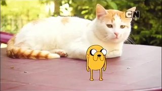 Cartoon Network Asia Pacfic Adventure Time Dancing Jake Cats