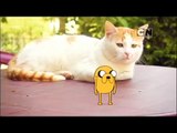 Cartoon Network Asia Pacfic Adventure Time Dancing Jake Cats