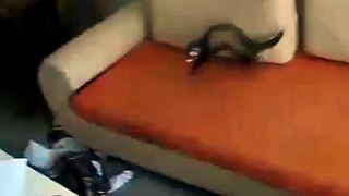 Derpy Ferret Misses The Table   Funny Animals