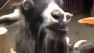 Goat s Funny Reaction To Doritos Chip   Funny Animals