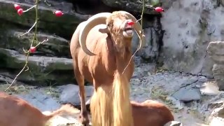 Ram Screams Like A Human Metal Version   Funny Animals