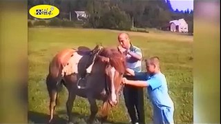 Funny Animal Videos Funny Horse Bloopers Best Fails of April 2015, Funny, Funny