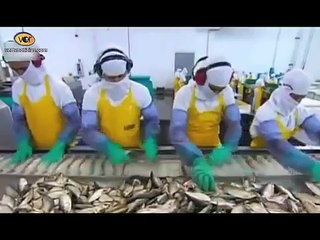 100 toneladas de atún alcanza para una enlatadora nacional grande