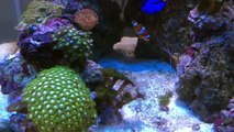 Nano reef - acuario marino 90 litros