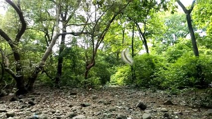 White Caterpillar Hanging From Tree In Air - Animal Planet - Nature Documentary HD