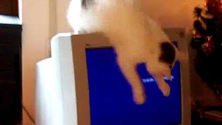 My sweet white cat tries to catch draft on the monitor.