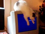 My sweet white cat tries to catch draft on the monitor.