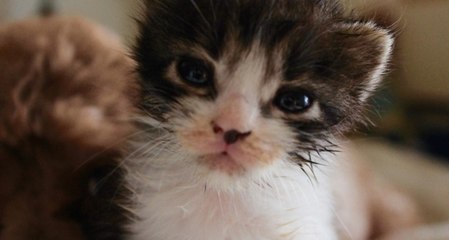 Kitten and Poodle Share Heartwarming Bond