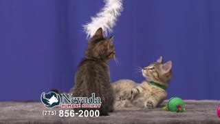 Foster Care Volunteers Needed at Nevada Humane Society!