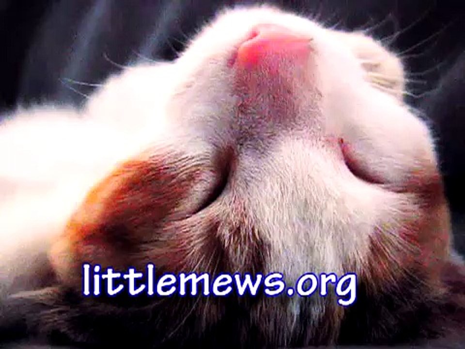 Brahms's Lullaby-Wiegenlied: Guten Abend, gute Nacht