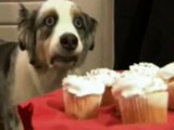 Stains The Cupcake Dog Makes A Funny Face