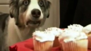 Stains The Cupcake Dog Makes A Funny Face