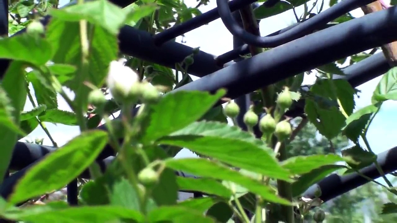 Thornless Blackberry in the Backyard